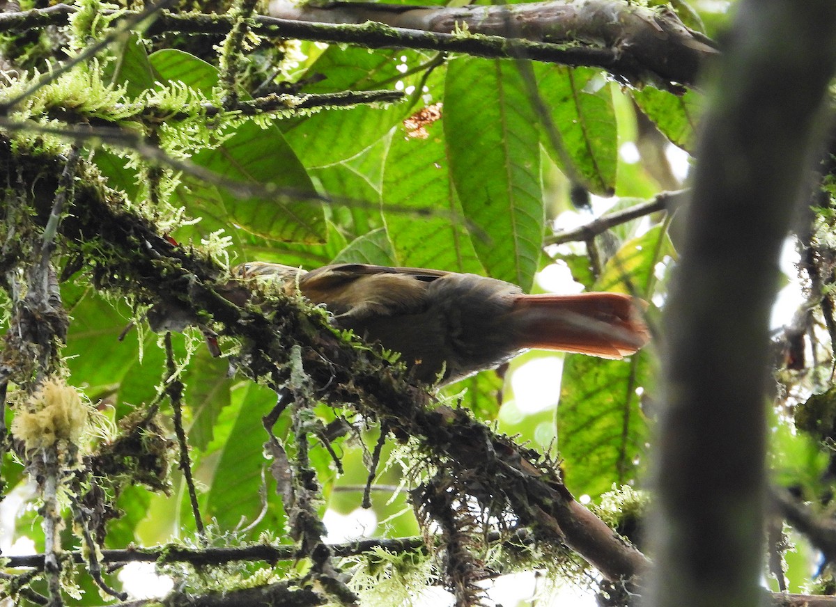 Scaly-throated Foliage-gleaner - ML633200776
