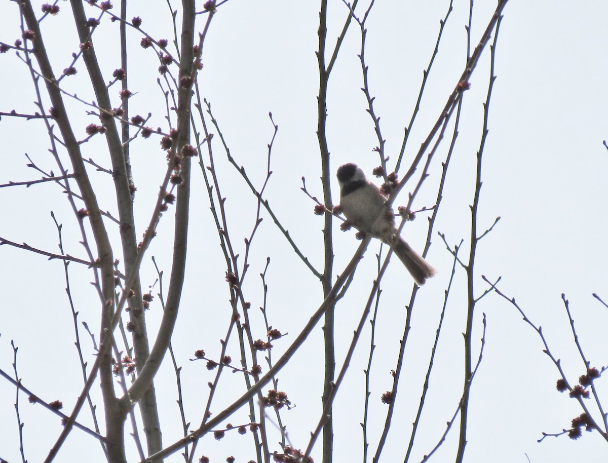 Black-bibbed Tit - ML633200783