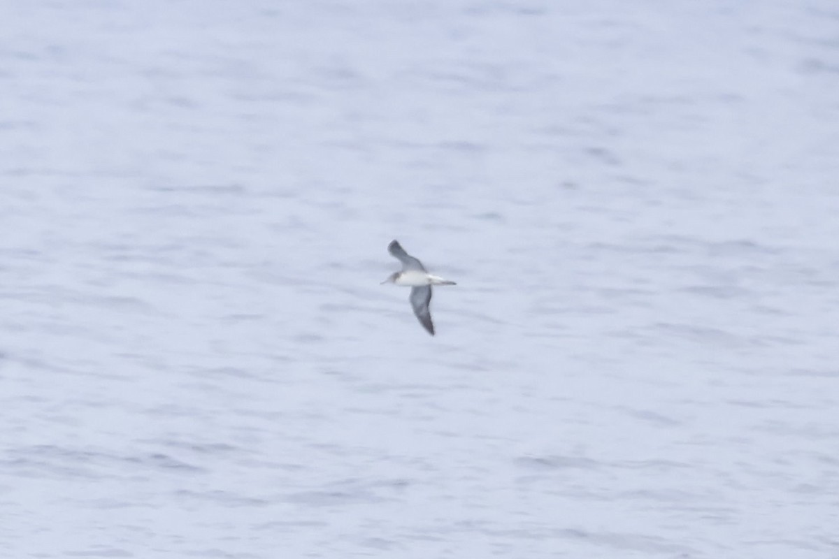 Streaked Shearwater - ML633200878