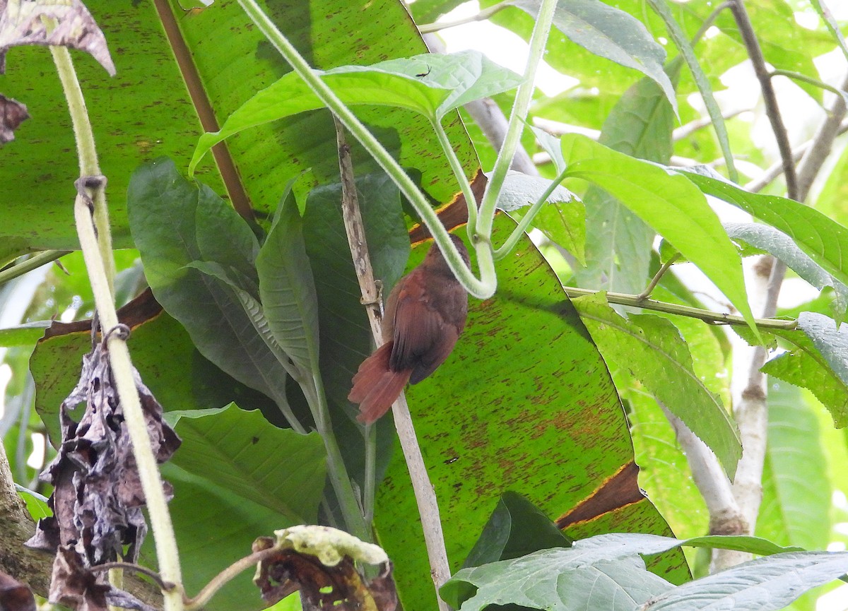 Red-faced Spinetail - ML633200886