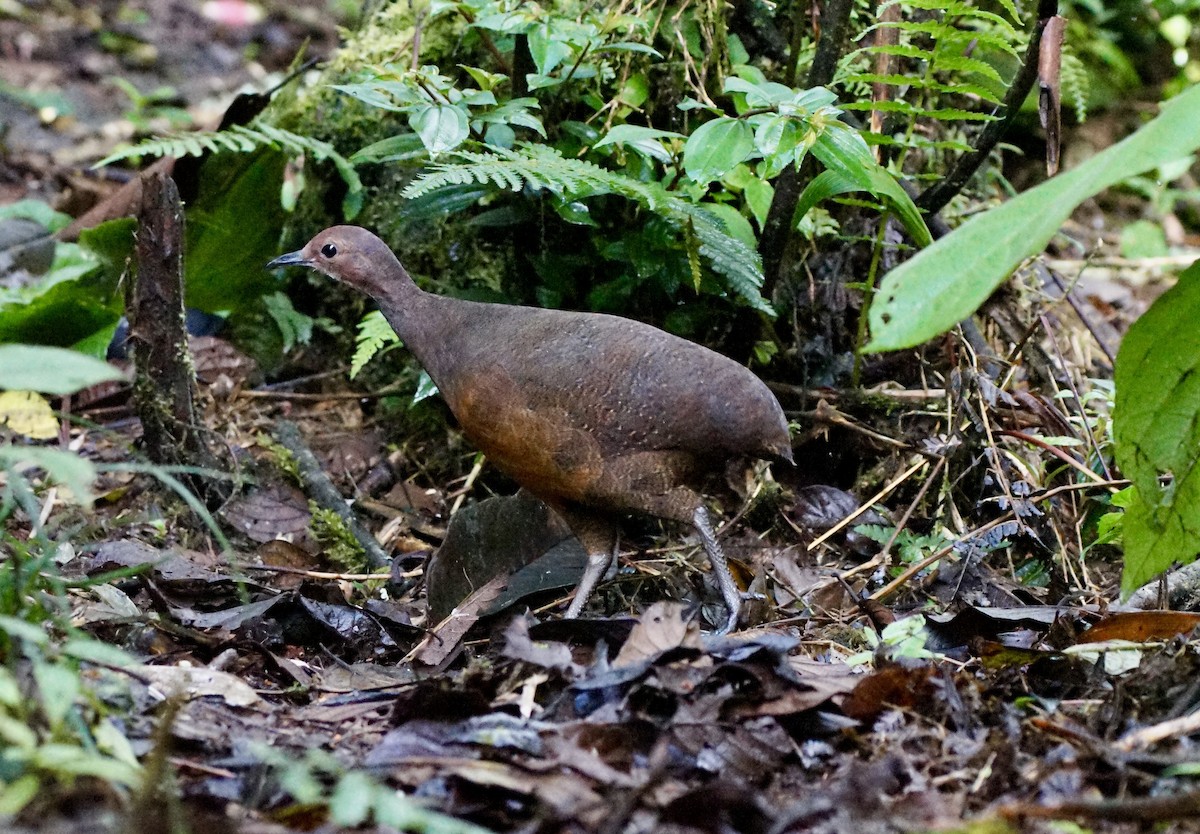 Tawny-breasted Tinamou - ML633200962
