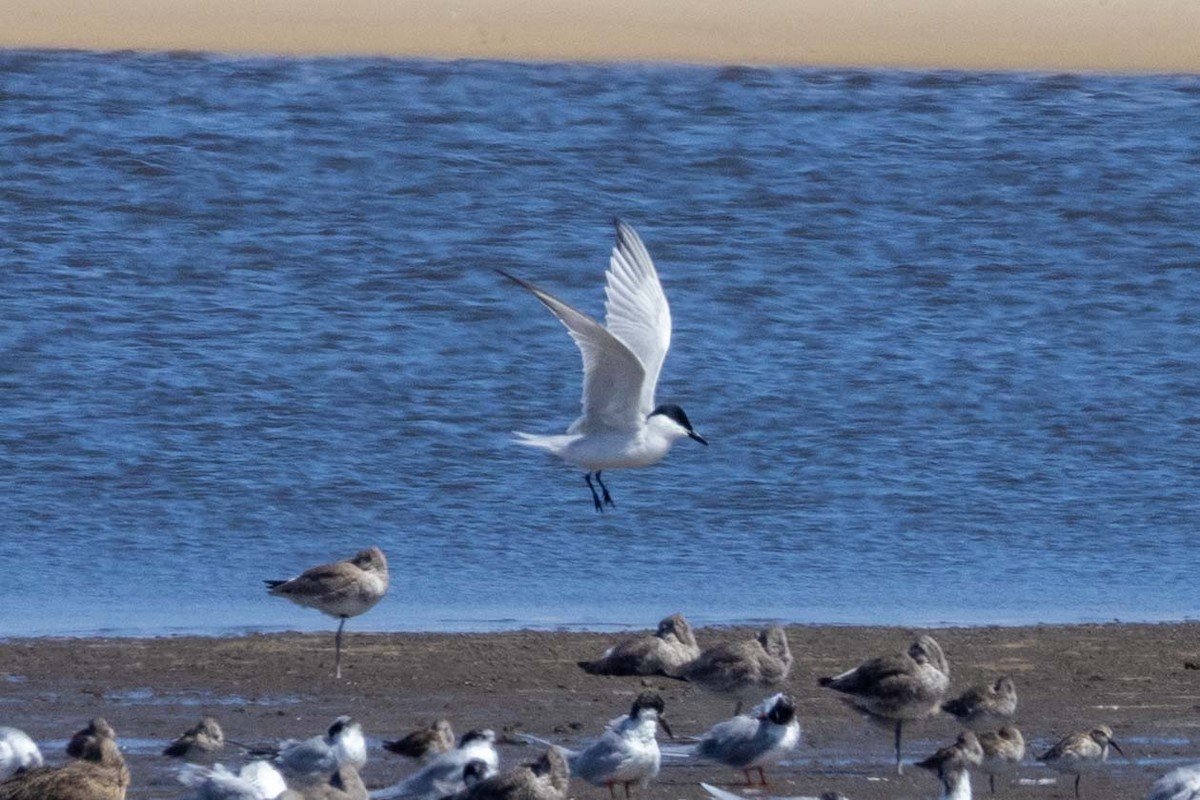 Gull-billed Tern - Lucas Pittman