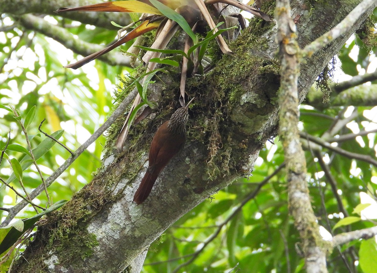 Streak-headed Woodcreeper - ML633200982