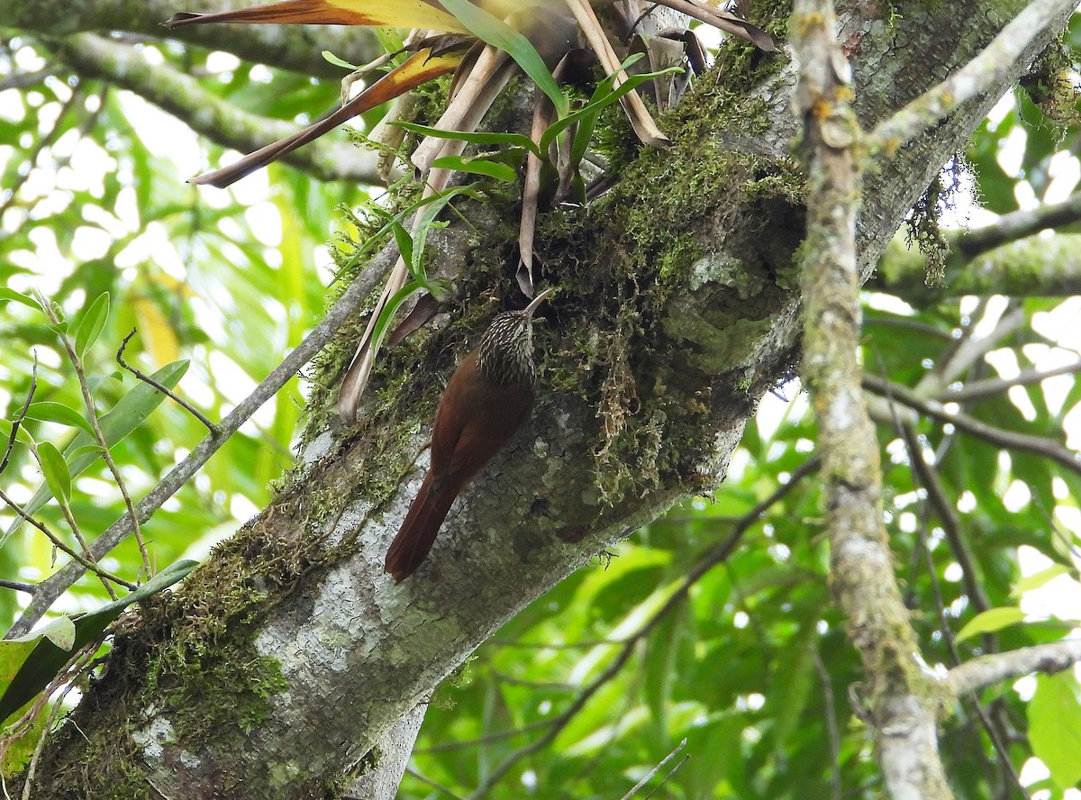 Streak-headed Woodcreeper - ML633200990