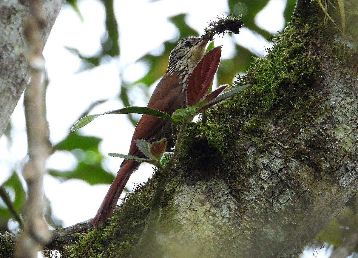 Streak-headed Woodcreeper - ML633200995