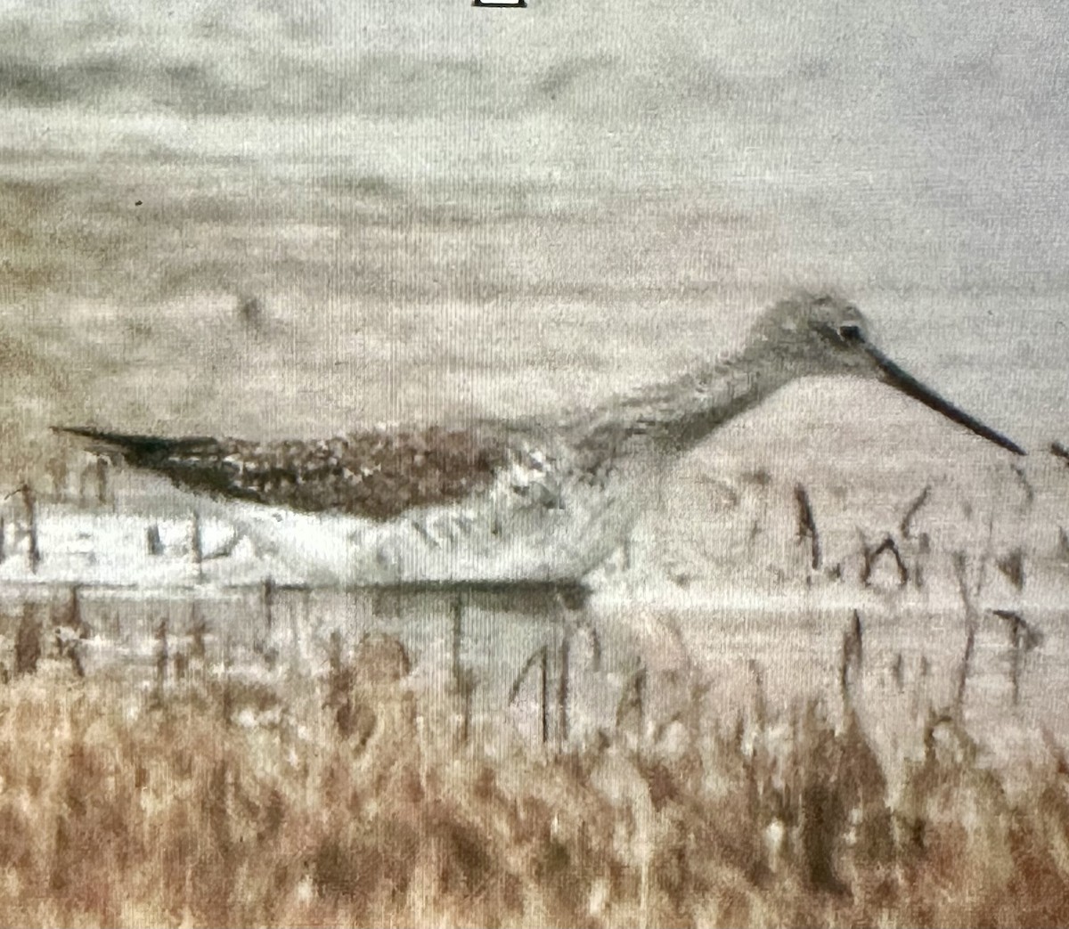 Greater Yellowlegs - ML633201052