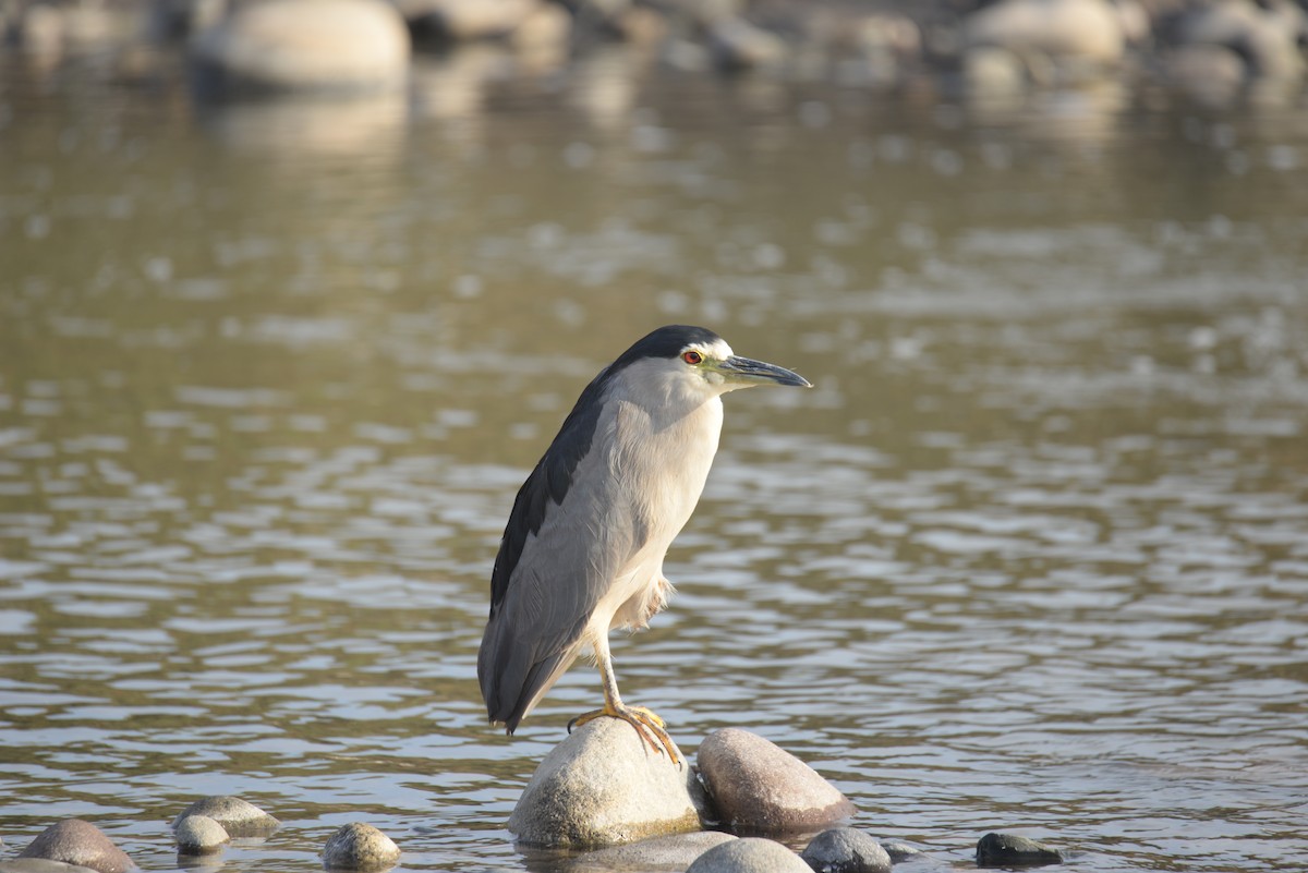 Black-crowned Night Heron - ML633201068