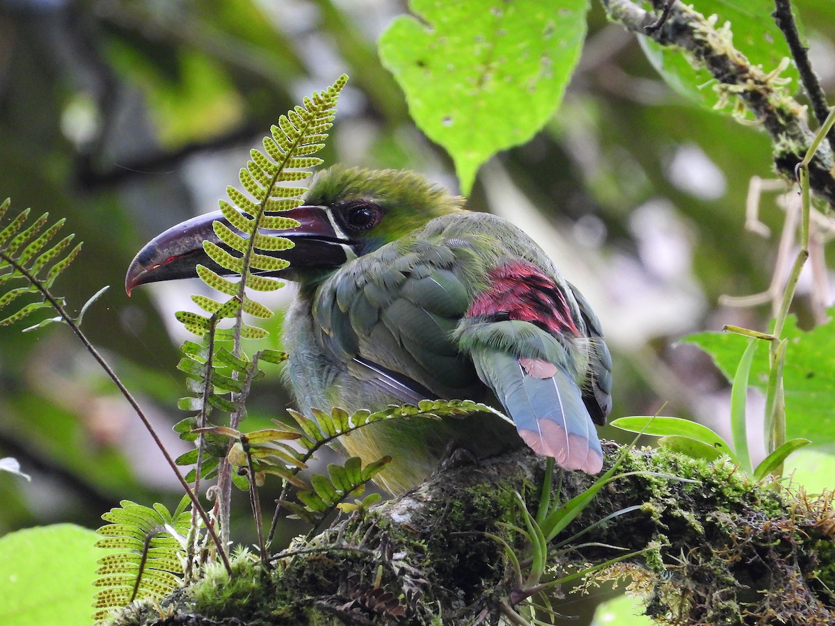 Crimson-rumped Toucanet - ML633201117