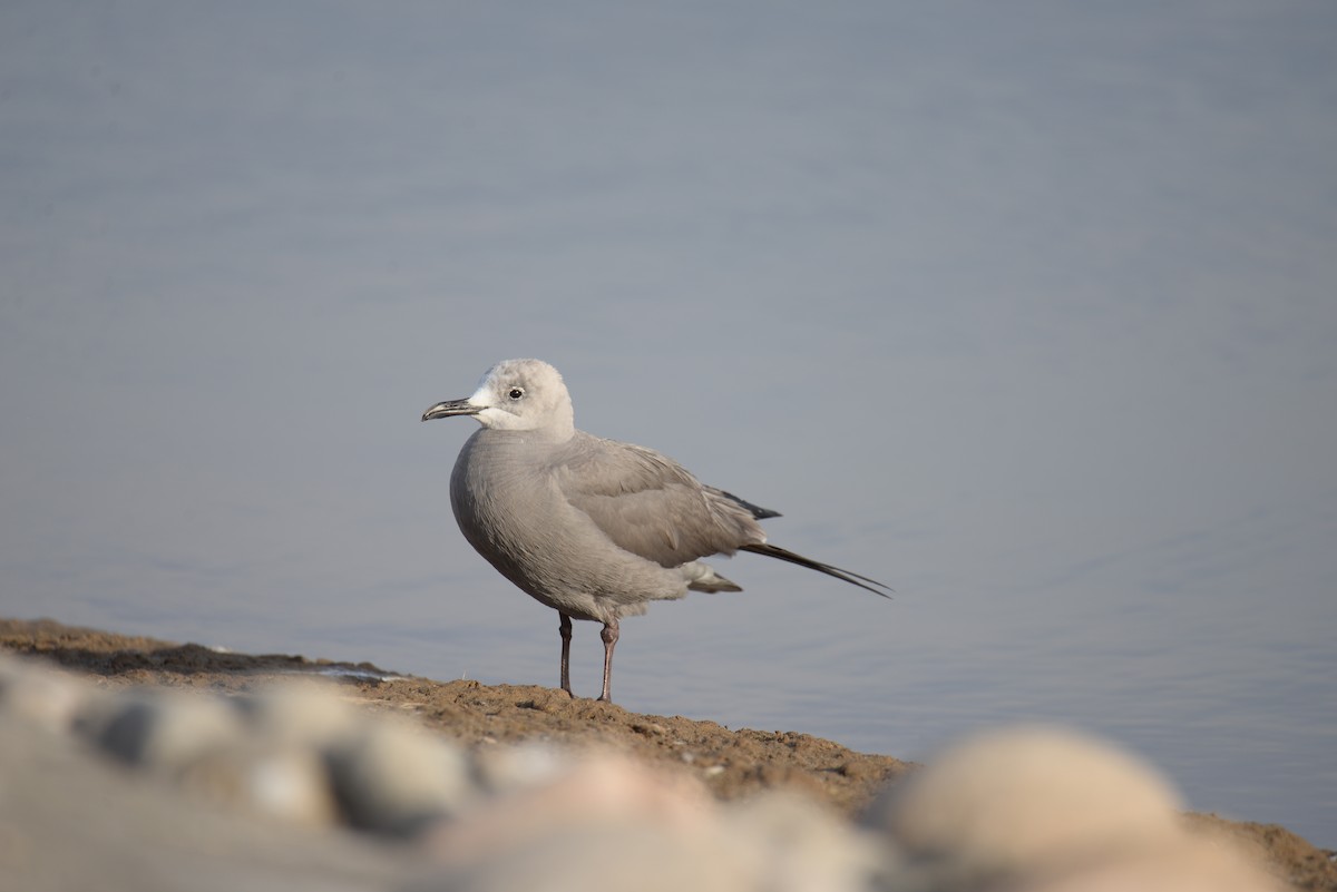 Gray Gull - ML633201269