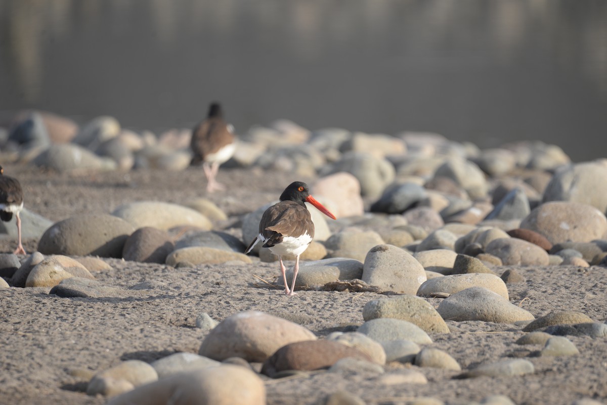 American Oystercatcher - ML633201322
