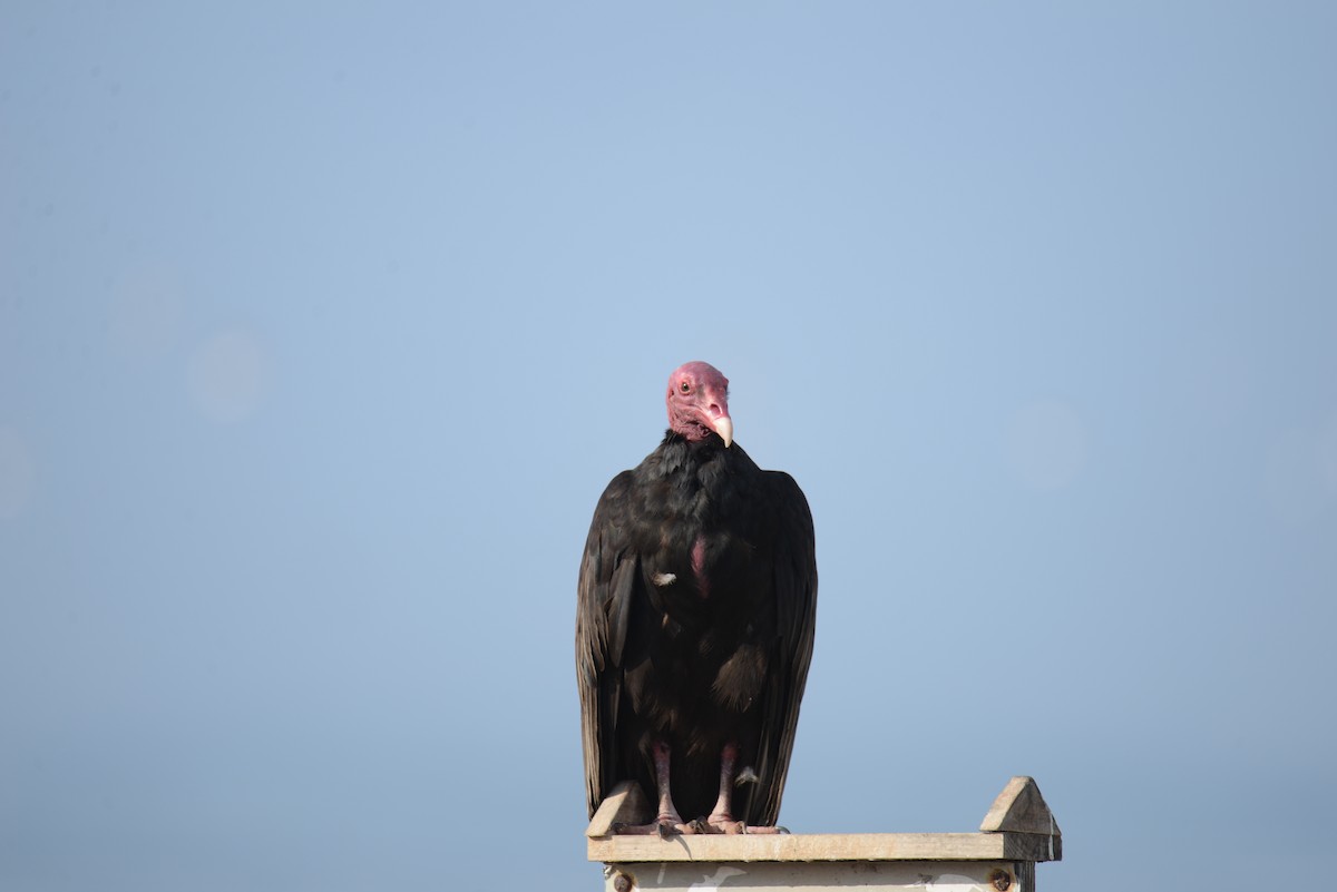 Turkey Vulture - ML633201395
