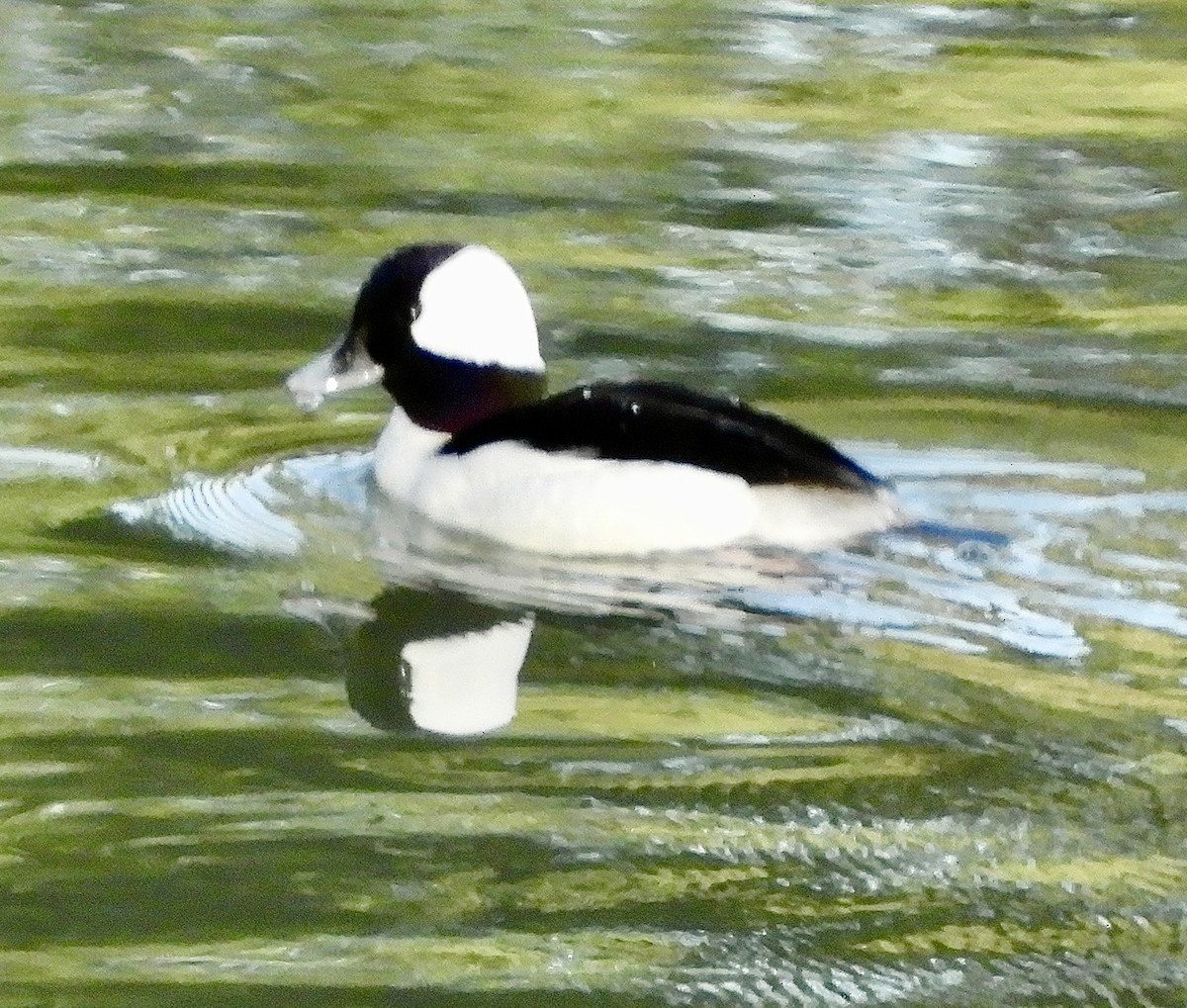 Bufflehead - ML633201408