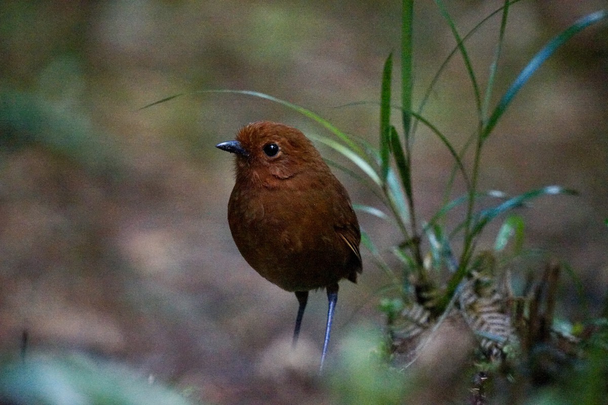 Chami Antpitta - ML633201474