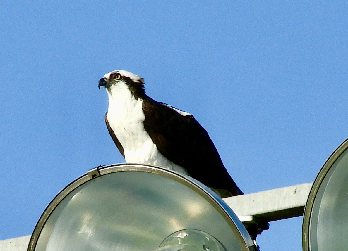 Falco pescatore - ML633201523