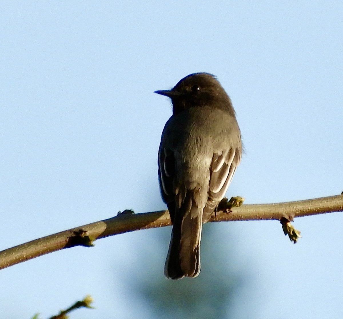 Black Phoebe - ML633201548