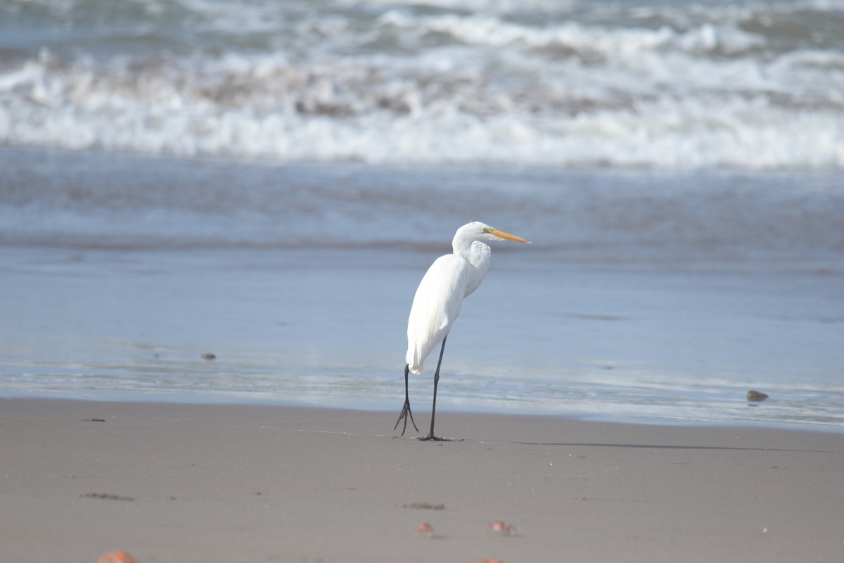 Great Egret - ML633201551