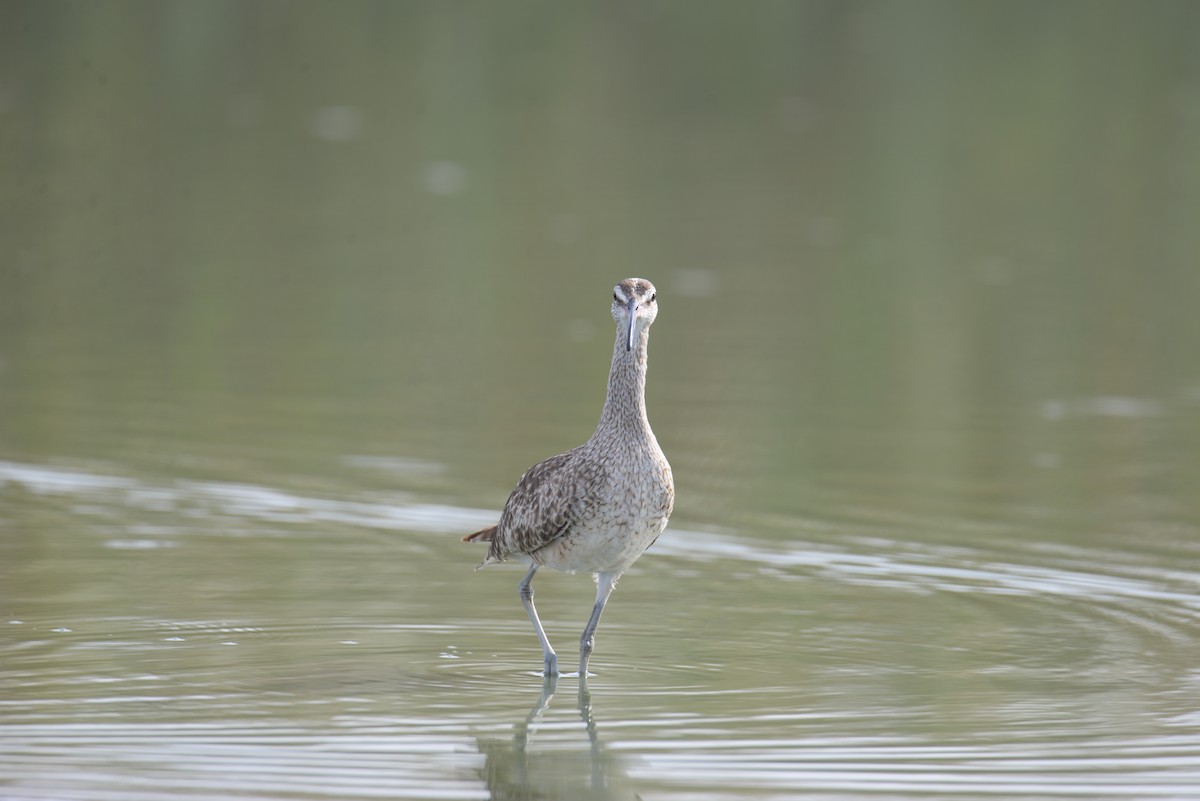 Hudsonian Whimbrel - ML633201582