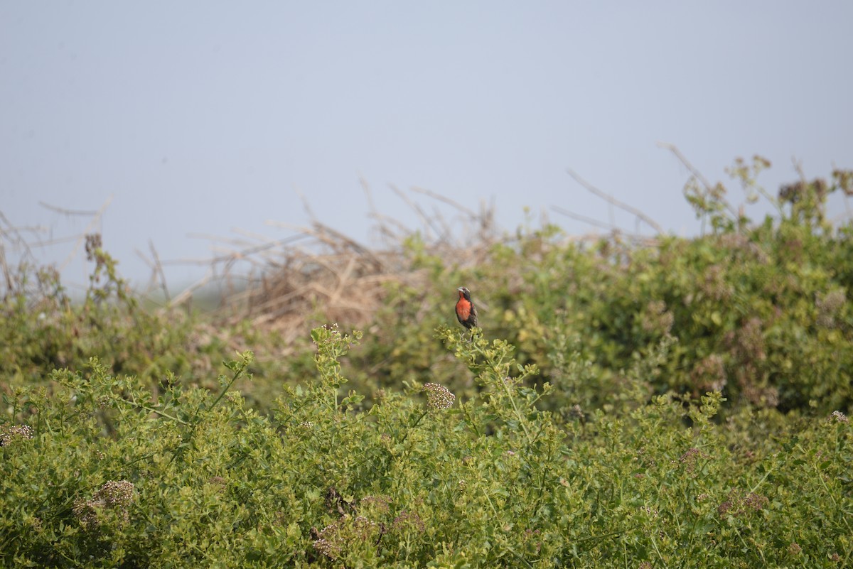 Peruvian Meadowlark - ML633201593