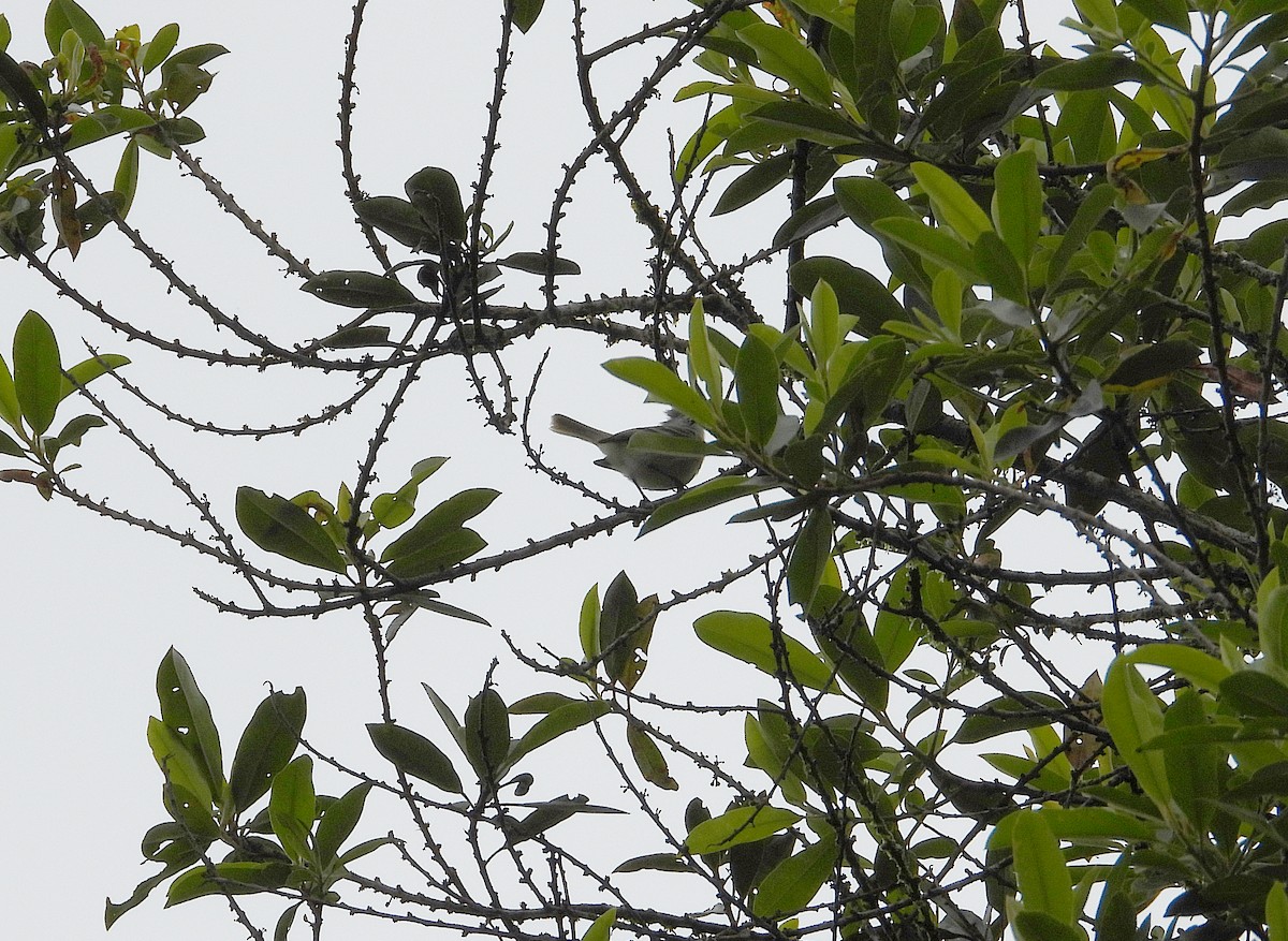 Southern Beardless-Tyrannulet - ML633201950