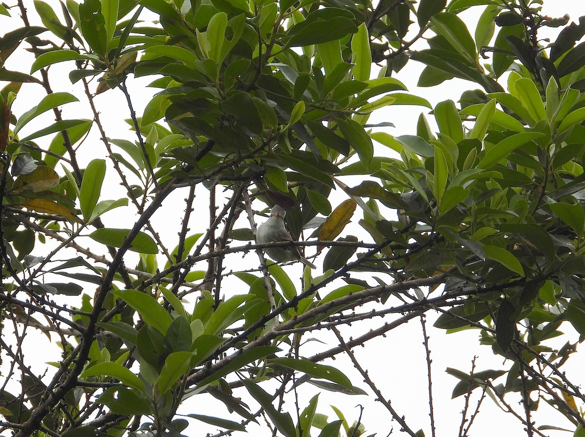 Southern Beardless-Tyrannulet - ML633201954