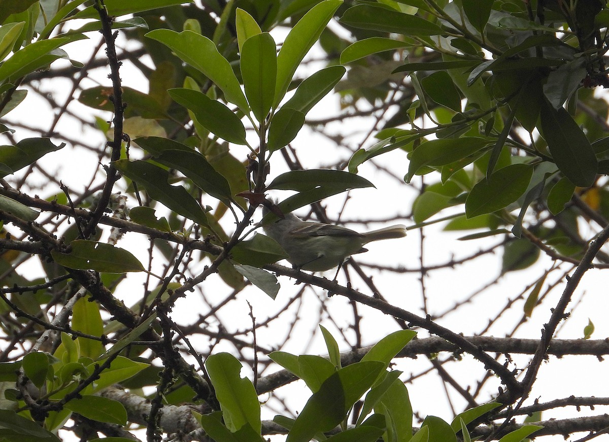 Southern Beardless-Tyrannulet - ML633201958