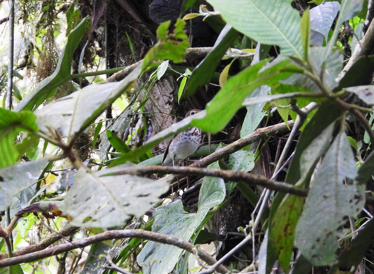 Swainson's Thrush - ML633201979