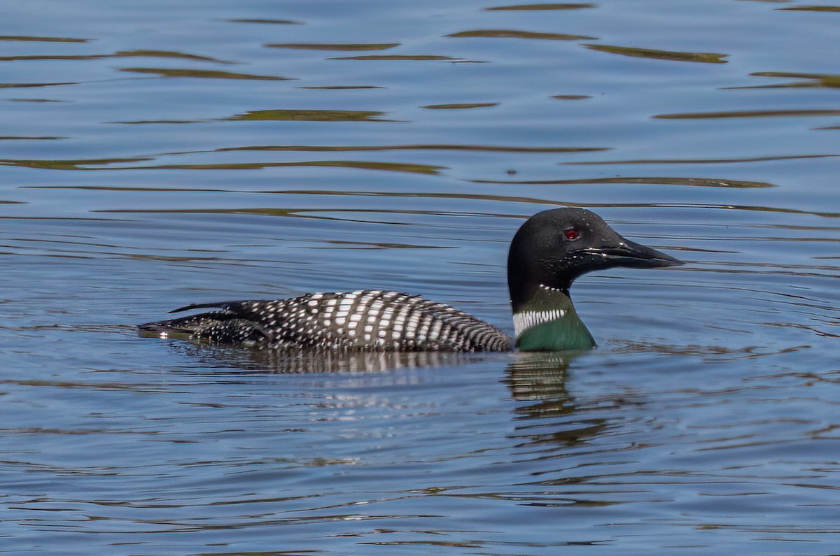 Plongeon huard - ML633202012
