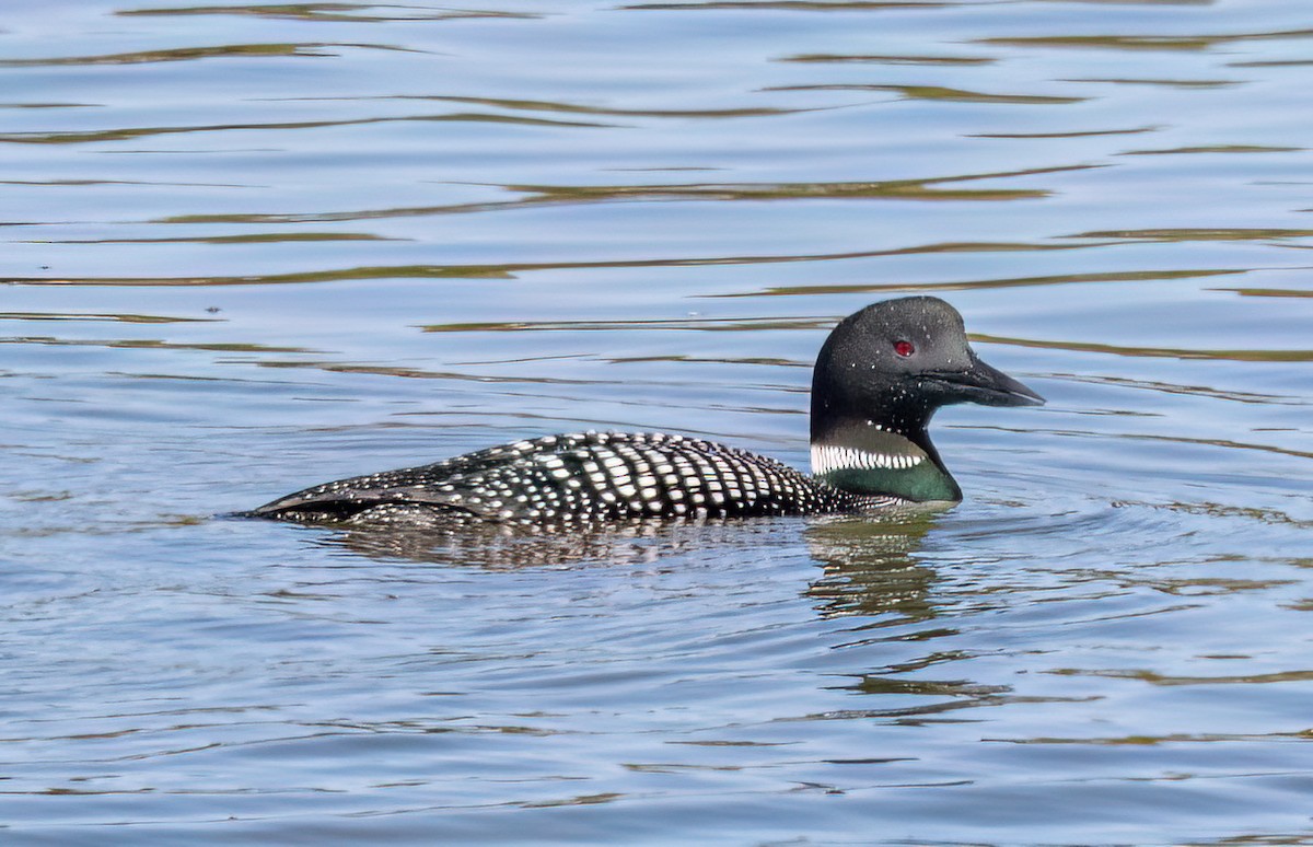 Plongeon huard - ML633202013