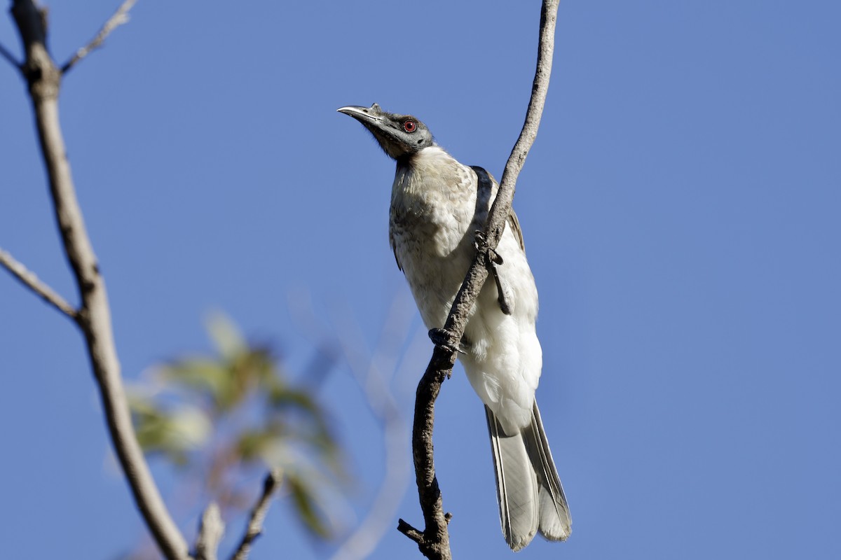Noisy Friarbird - Paul Rowan