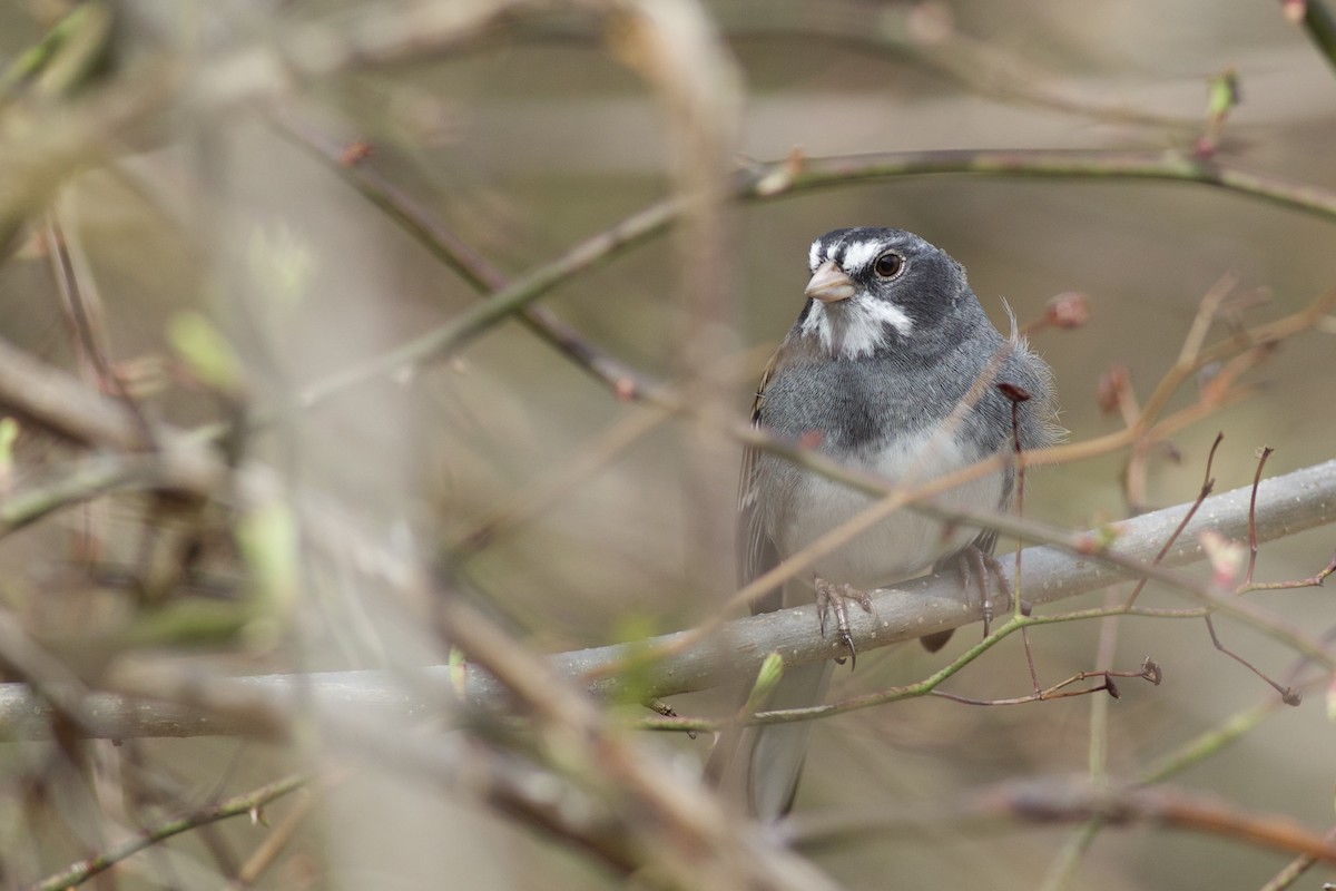 Dark-eyed Junco x White-throated Sparrow (hybrid) - ML633202115