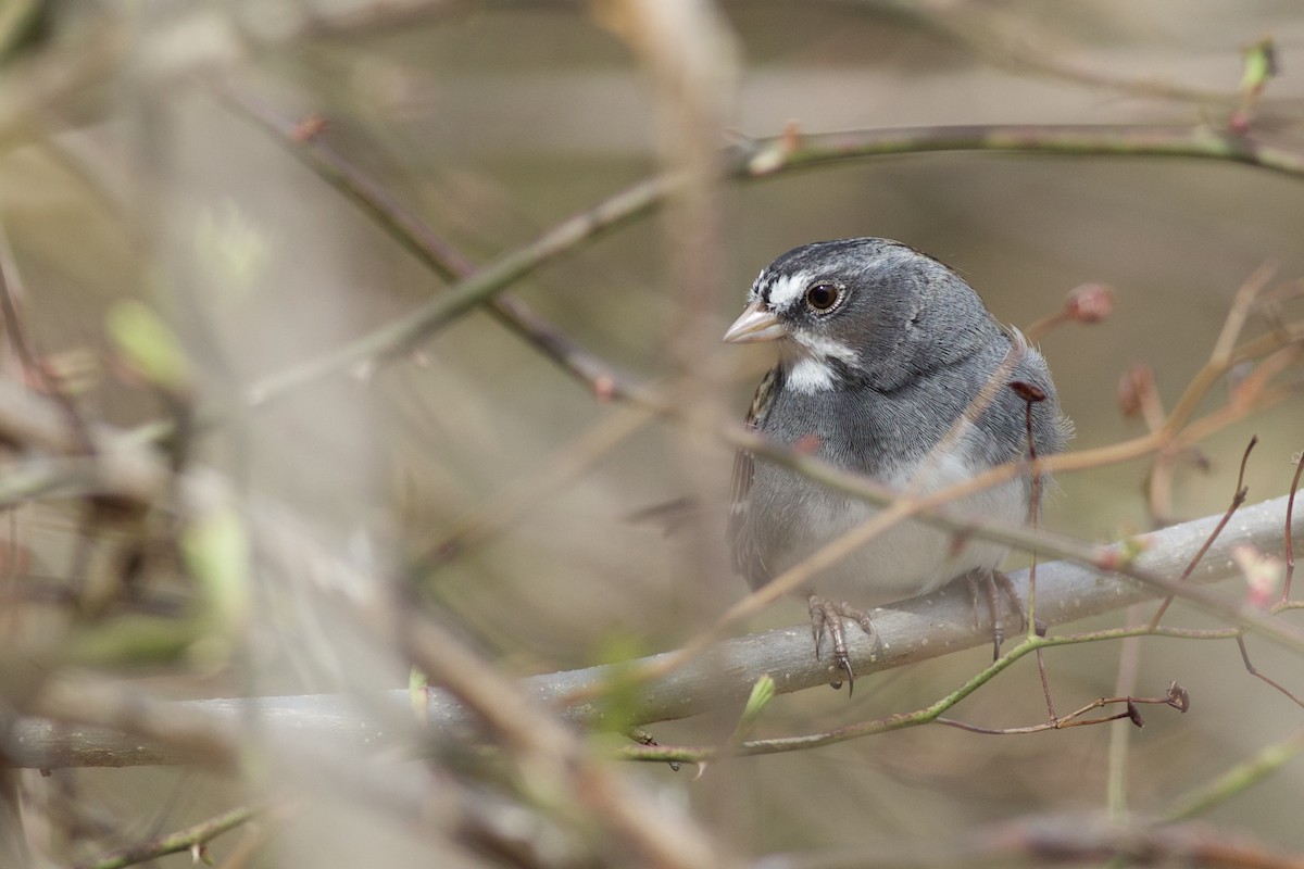 Dark-eyed Junco x White-throated Sparrow (hybrid) - ML633202117
