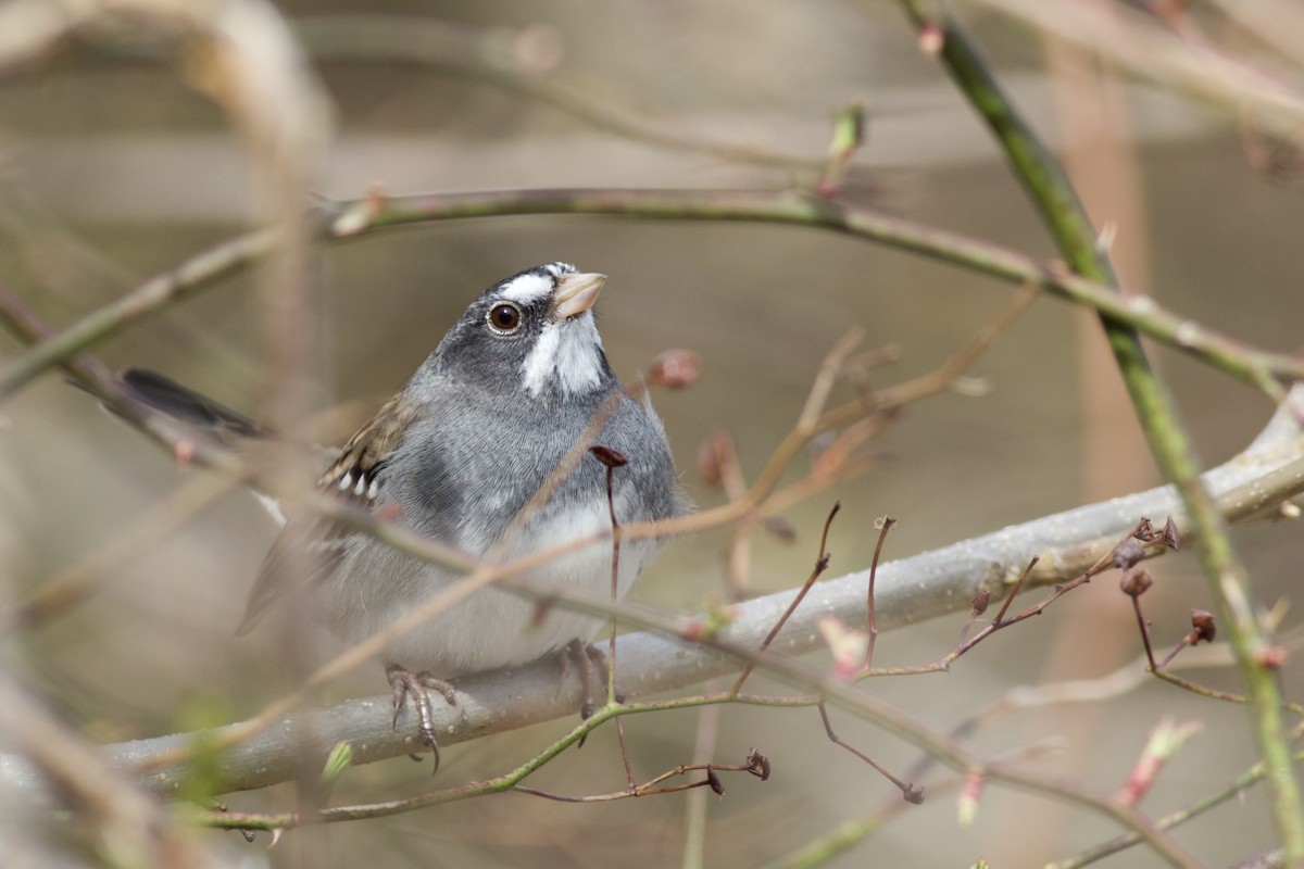 Dark-eyed Junco x White-throated Sparrow (hybrid) - ML633202119