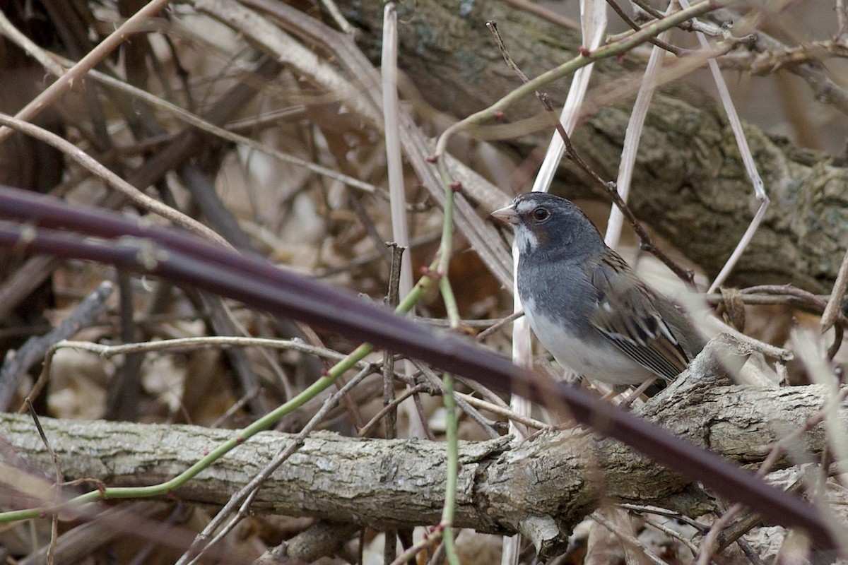 Dark-eyed Junco x White-throated Sparrow (hybrid) - ML633202121