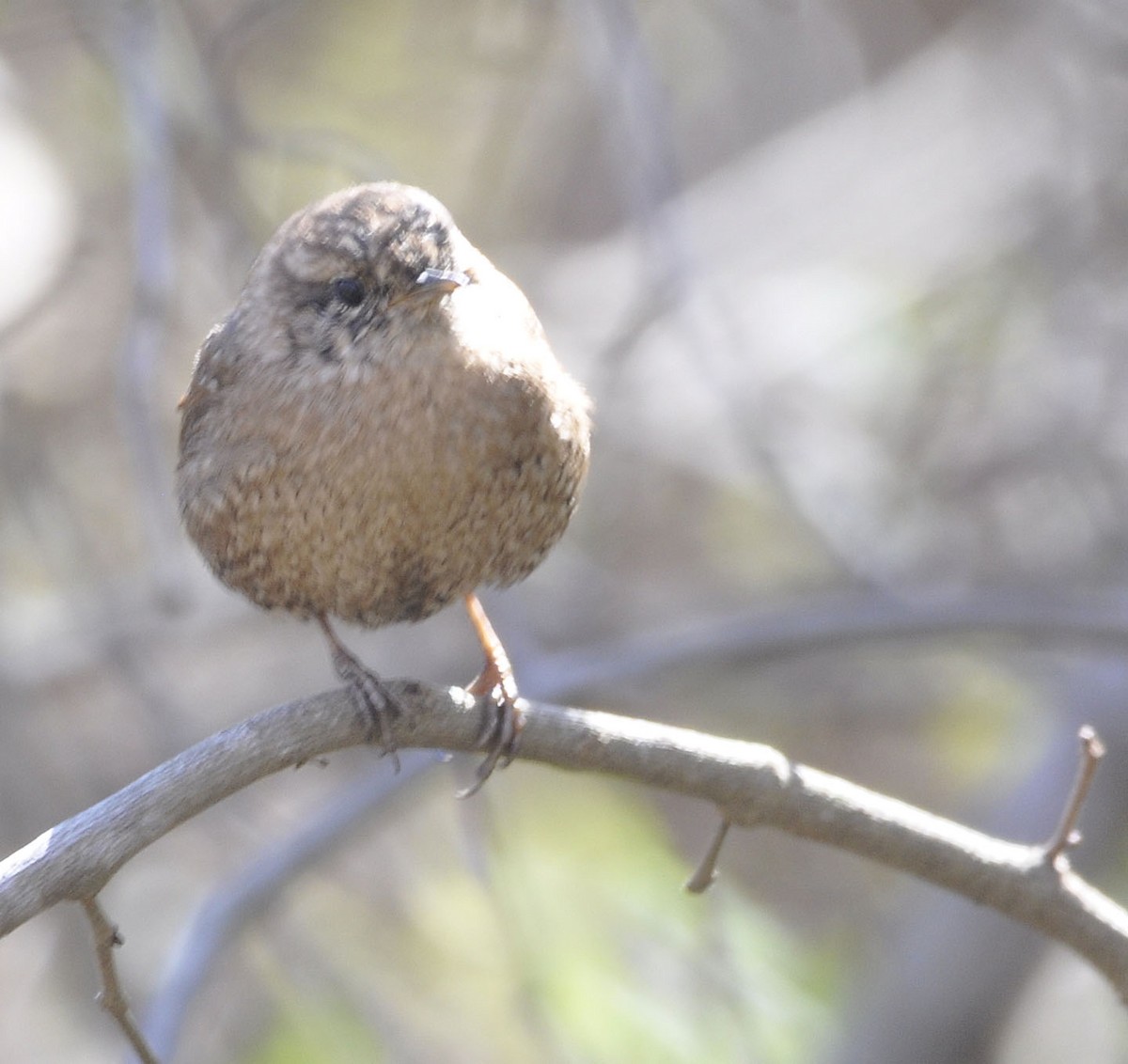 Winter Wren - ML633202236