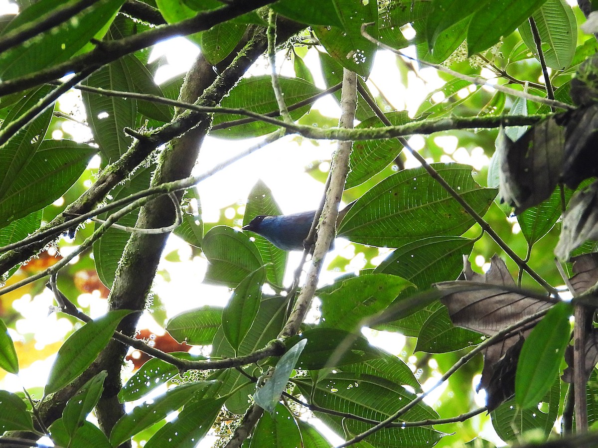 Golden-naped Tanager - ML633202268