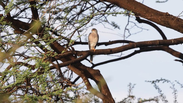 shikrahauk - ML633202278