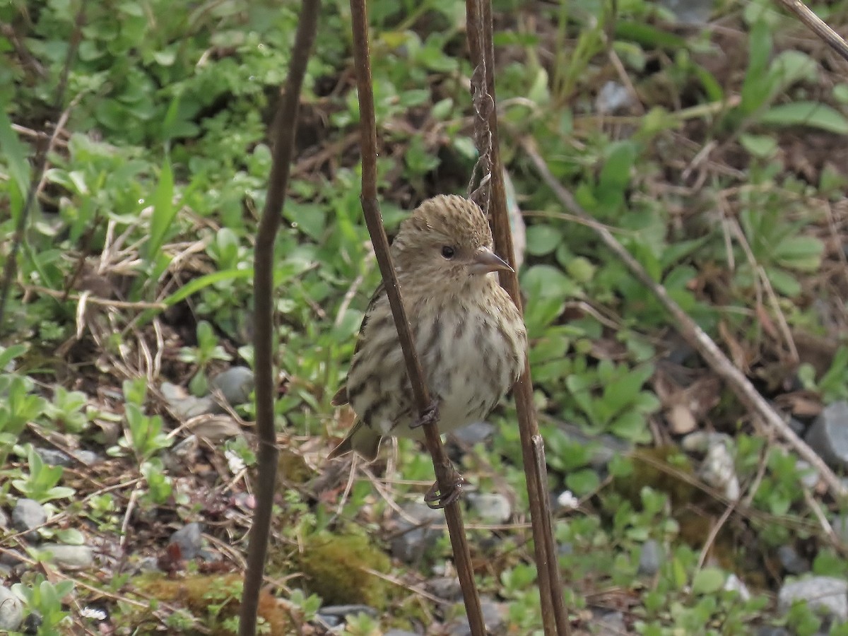 Pine Siskin - ML633202411
