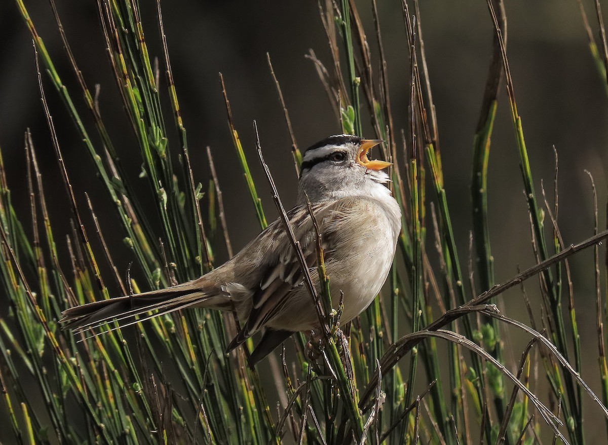 White-crowned Sparrow (pugetensis) - ML633202415