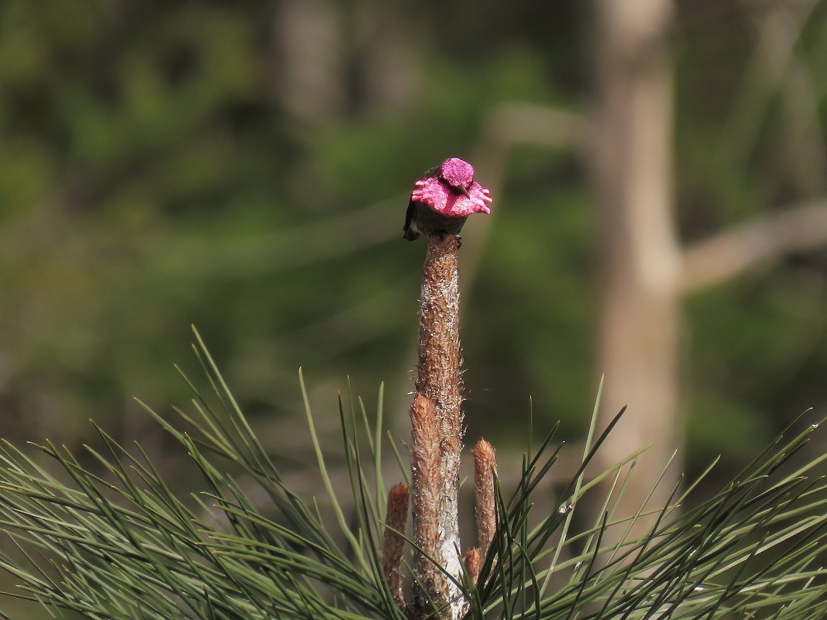 Anna's Hummingbird - ML633202433