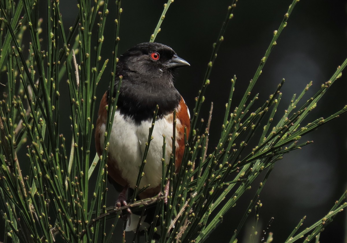 Spotted Towhee - ML633202452