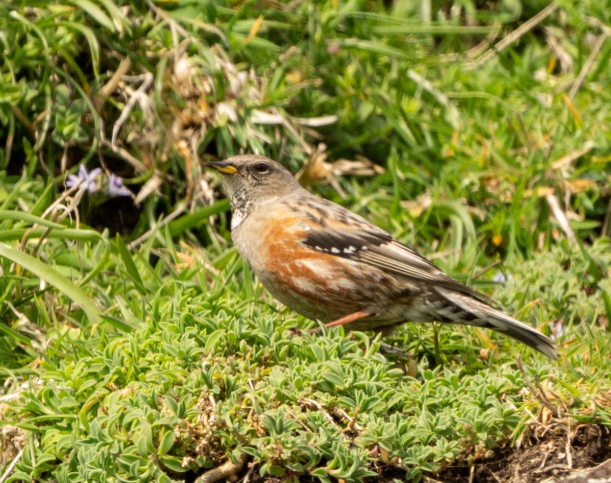 Alpine Accentor - ML633202473