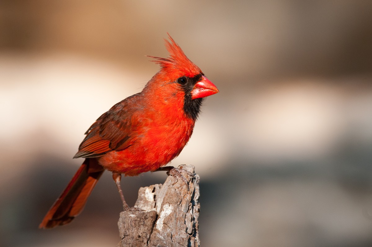 Cardenal Norteño - ML633202475