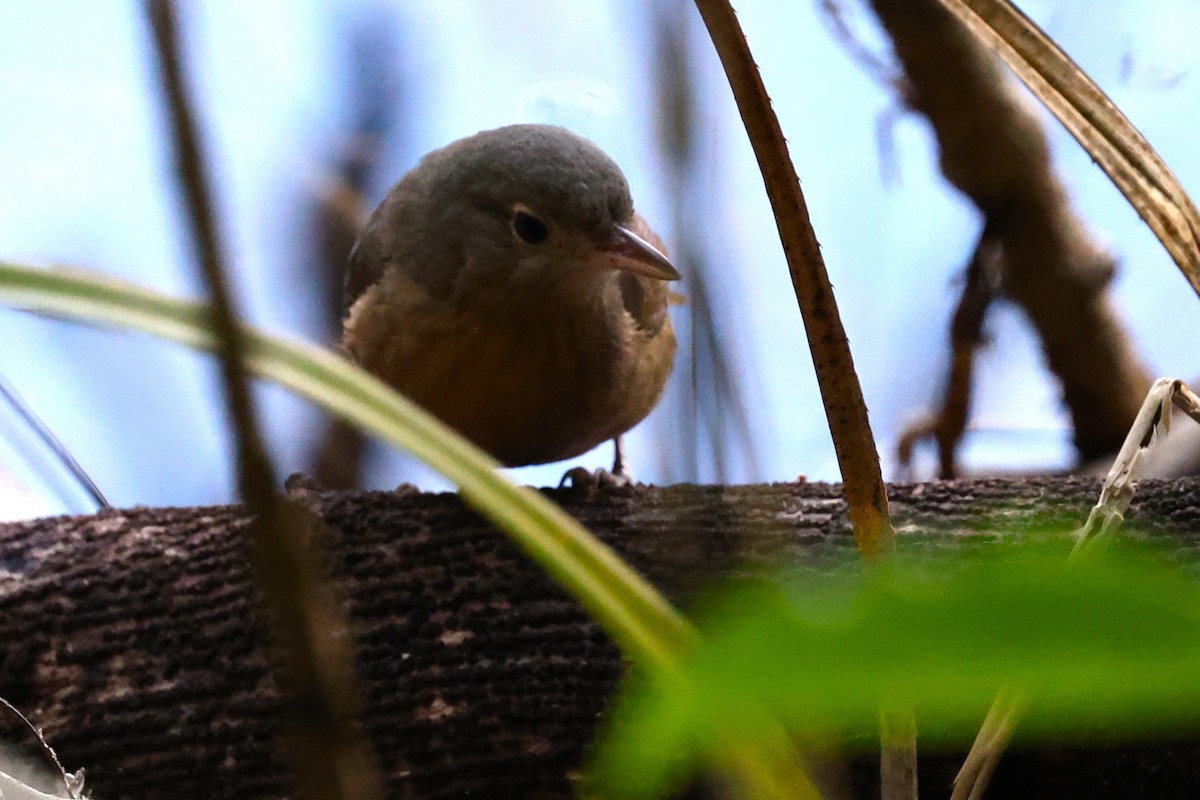 Bower's Shrikethrush - ML633202560