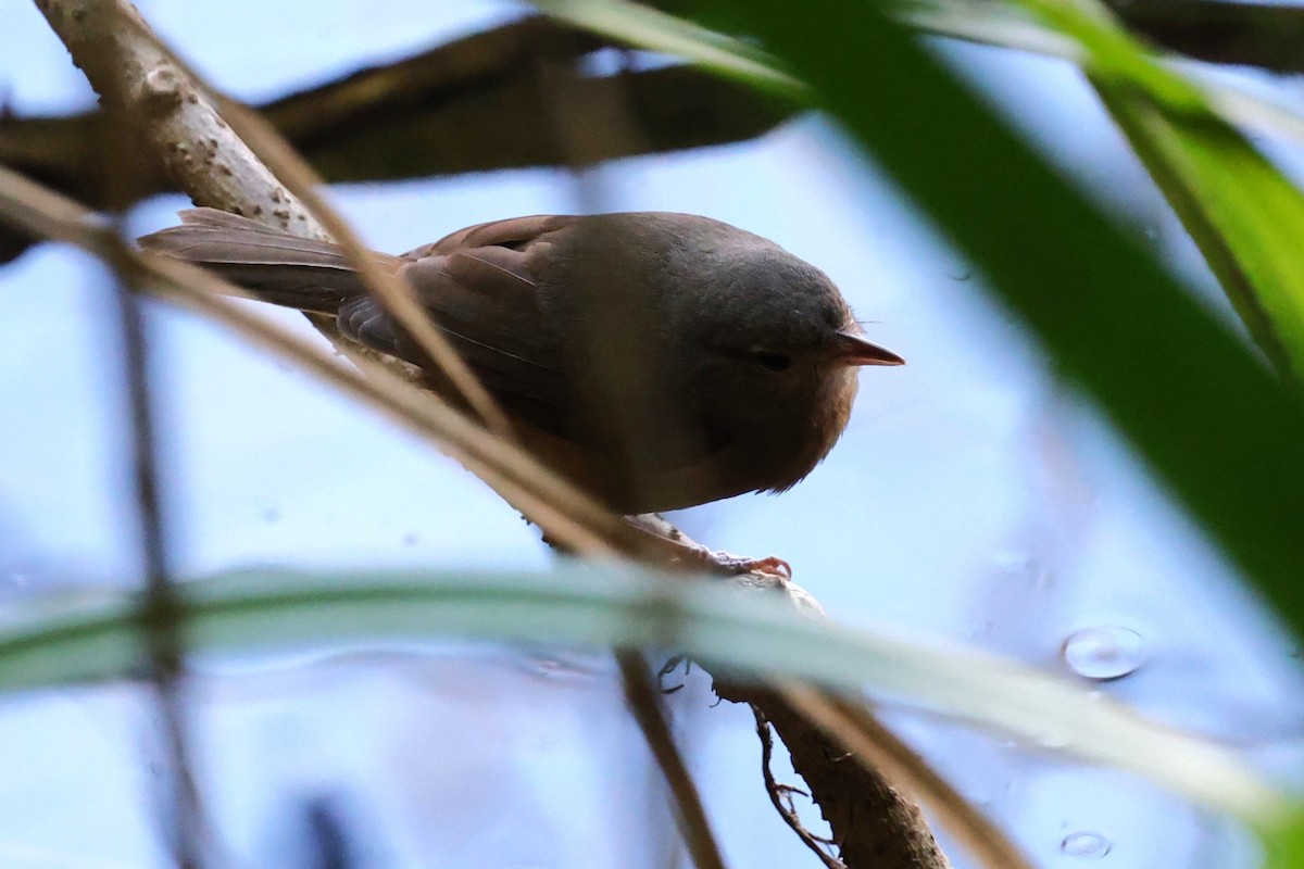 Bower's Shrikethrush - ML633202561