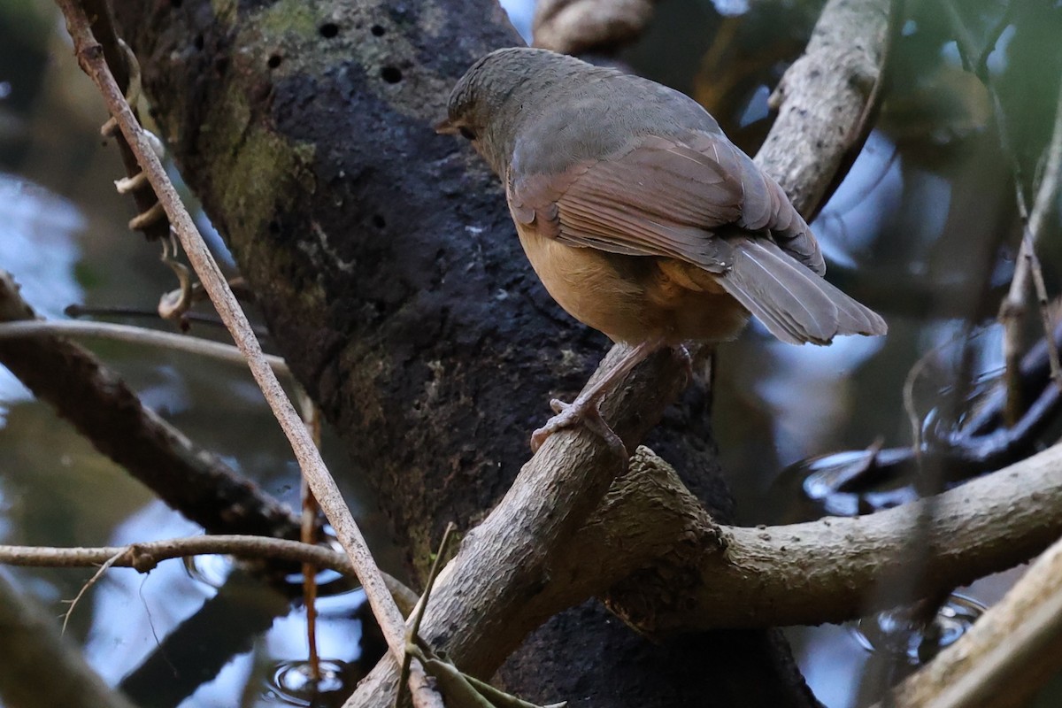 Bower's Shrikethrush - ML633202562