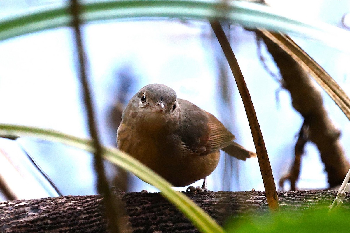 Bower's Shrikethrush - ML633202563
