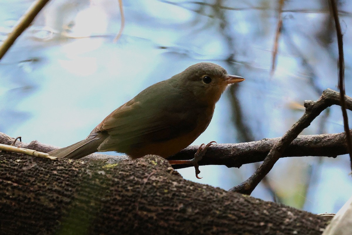 Bower's Shrikethrush - ML633202568