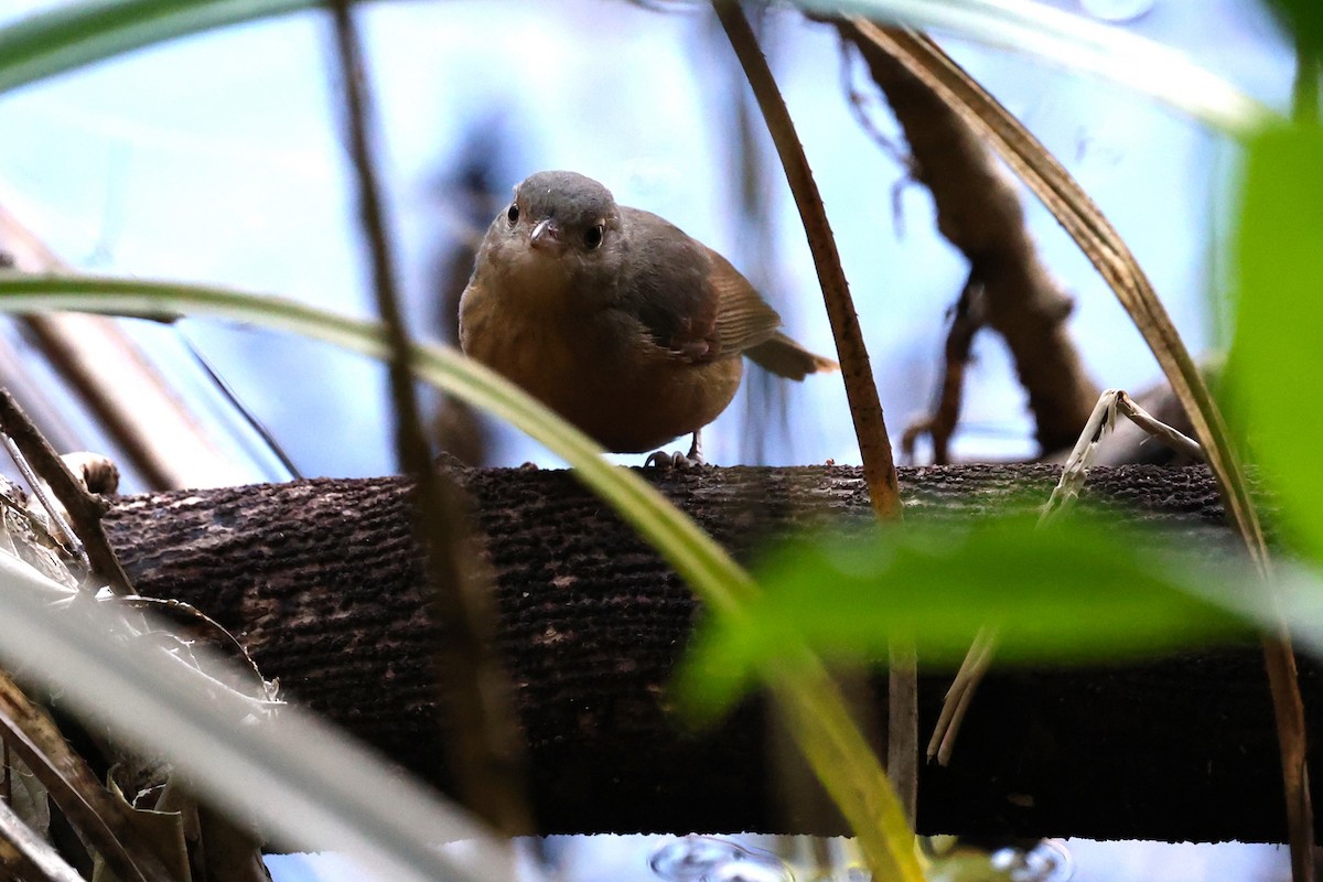 Bower's Shrikethrush - ML633202569