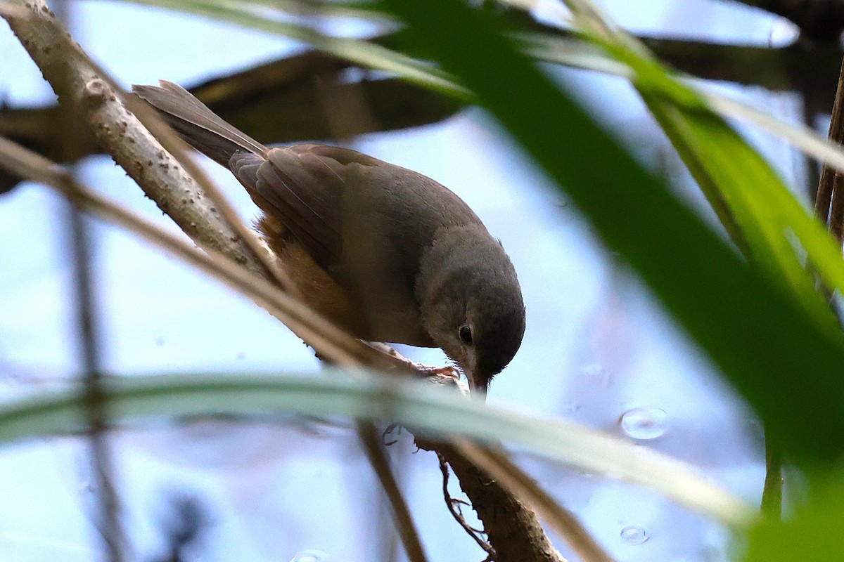 Bower's Shrikethrush - ML633202570