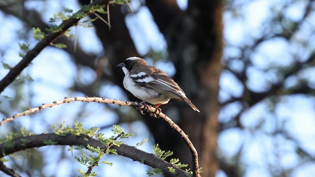 White-browed Sparrow-Weaver - ML633202656